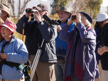 Birding